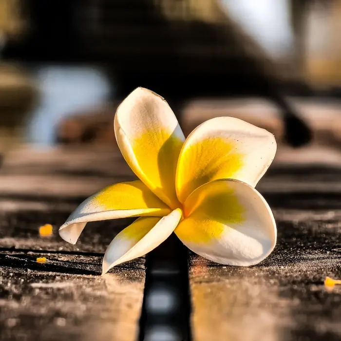 Een witte frangipanibloem op een houten tafel in warm zonlicht